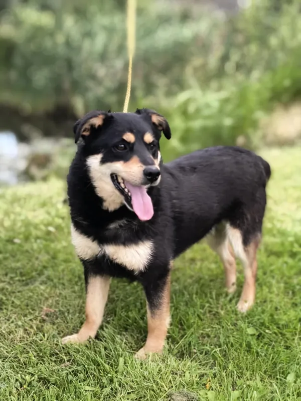 Pies do adopcji, Bełchatów, 28 listopada 2023 (3/5)