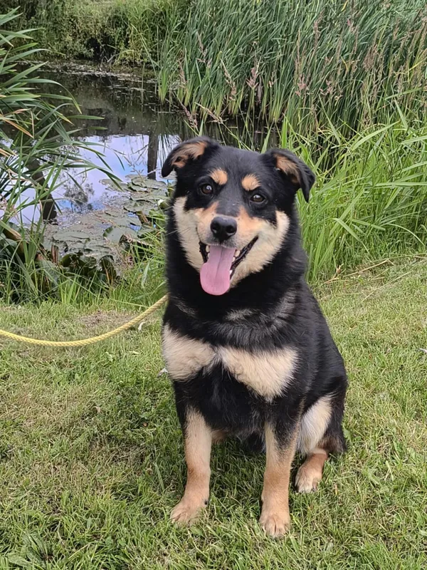 Pies do adopcji, Bełchatów, 28 listopada 2023 (4/5)