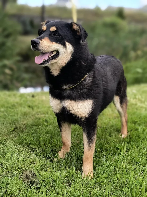 Pies do adopcji, Bełchatów, 28 listopada 2023 (5/5)