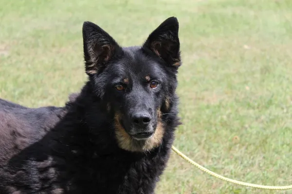 Pies do adopcji, Bełchatów, 29 lutego 2024 (1/5)