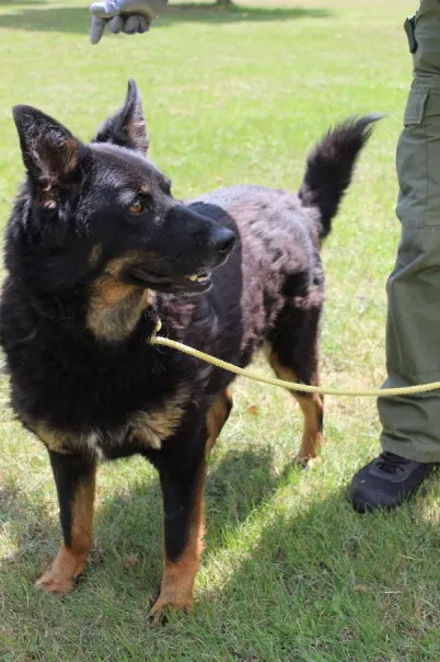 Pies do adopcji, Bełchatów, 29 lutego 2024 (2/5)