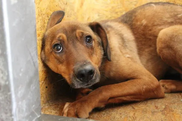 Pies do adopcji, Bełchatów, 21 lipca 2023 (1/2)