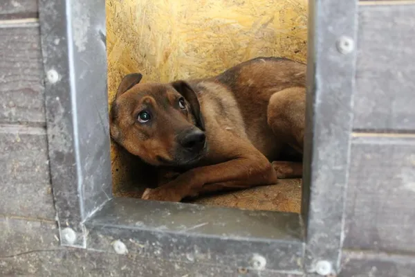 Pies do adopcji, Bełchatów, 21 lipca 2023 (2/2)