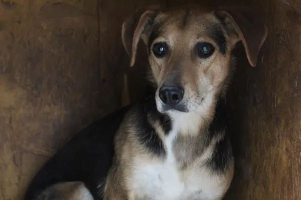 Pies do adopcji, Bełchatów, 13 lutego 2023 (1/5)