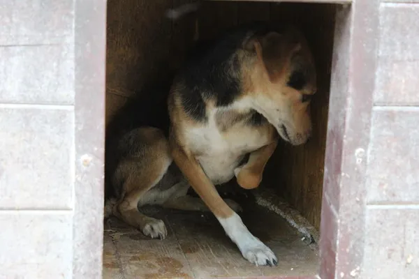 Pies do adopcji, Bełchatów, 13 lutego 2023 (4/5)