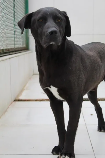 Pies do adopcji, Bełchatów, 7 września 2021 (1/5)