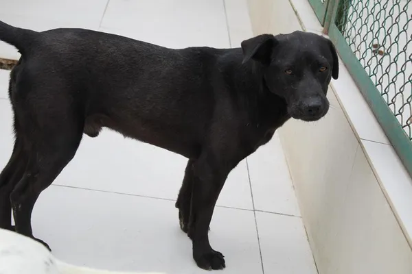 Pies do adopcji, Bełchatów, 7 września 2021 (3/5)