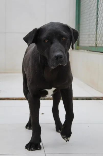 Pies do adopcji, Bełchatów, 7 września 2021 (4/5)