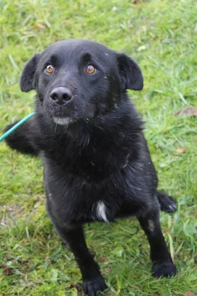 Pies do adopcji, Bełchatów, 29 czerwca 2022 (1/5)