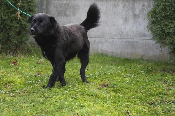 Pies do adopcji, Bełchatów, 29 czerwca 2022 (2/5)