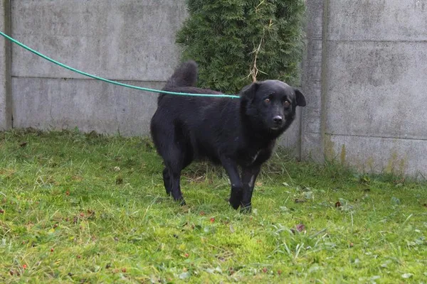 Pies do adopcji, Bełchatów, 29 czerwca 2022 (3/5)