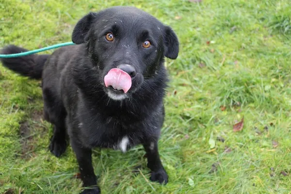 Pies do adopcji, Bełchatów, 29 czerwca 2022 (5/5)