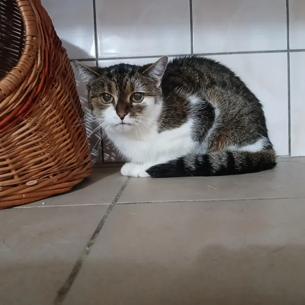 Kot do adopcji, Orzechowce, 2 lipca 2025 (3/3)