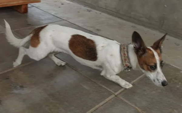 Znaleziono psa, Gdańsk, 3 lipca 2025