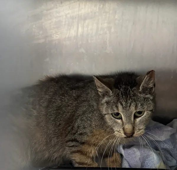 Znaleziono kota, Gdańsk, 3 lipca 2025