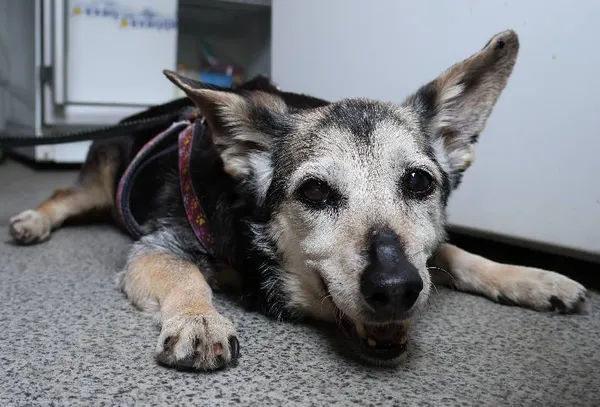 Znaleziono psa, Łódź, 3 lipca 2025 (1/2)