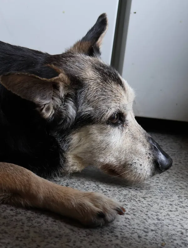 Znaleziono psa, Łódź, 3 lipca 2025 (2/2)