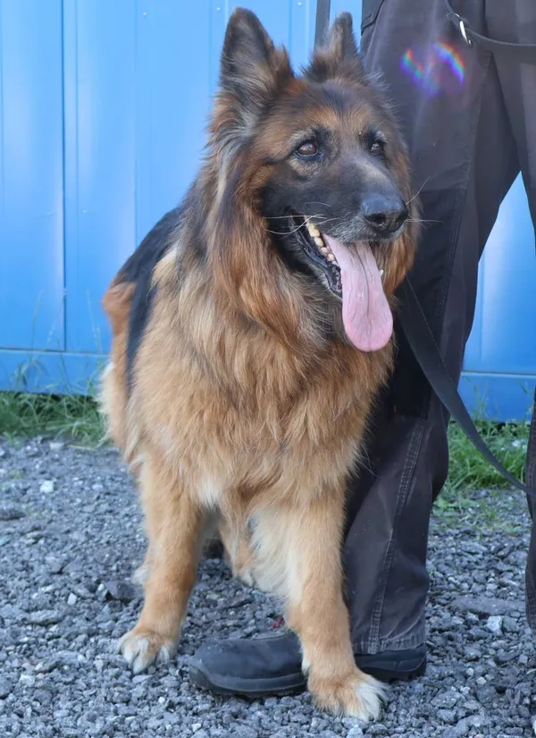 Znaleziono psa, Łódź, 2 lipca 2025 (2/2)