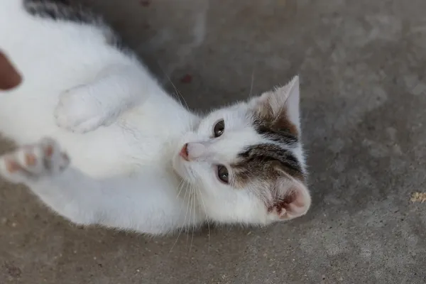 Kot do adopcji, Dłużyna Górna, 3 lipca 2025 (2/5)