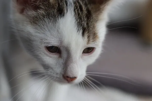 Kot do adopcji, Dłużyna Górna, 3 lipca 2025 (3/5)