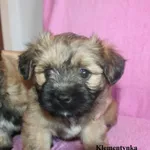 Pies do adopcji