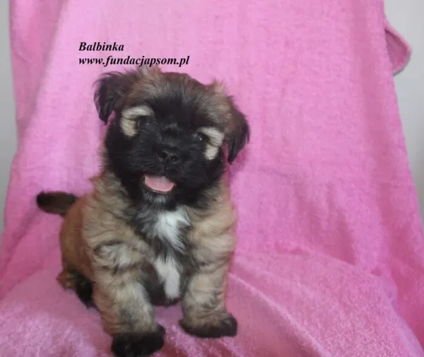 Pies do adopcji, Nowy Dwór Mazowiecki, 3 lipca 2025 (1/5)