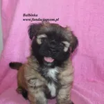 Pies do adopcji