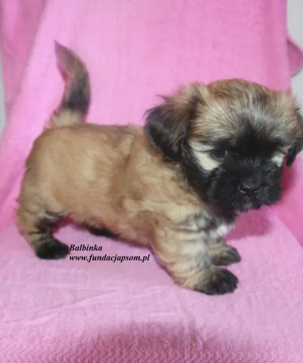 Pies do adopcji, Nowy Dwór Mazowiecki, 3 lipca 2025 (3/5)