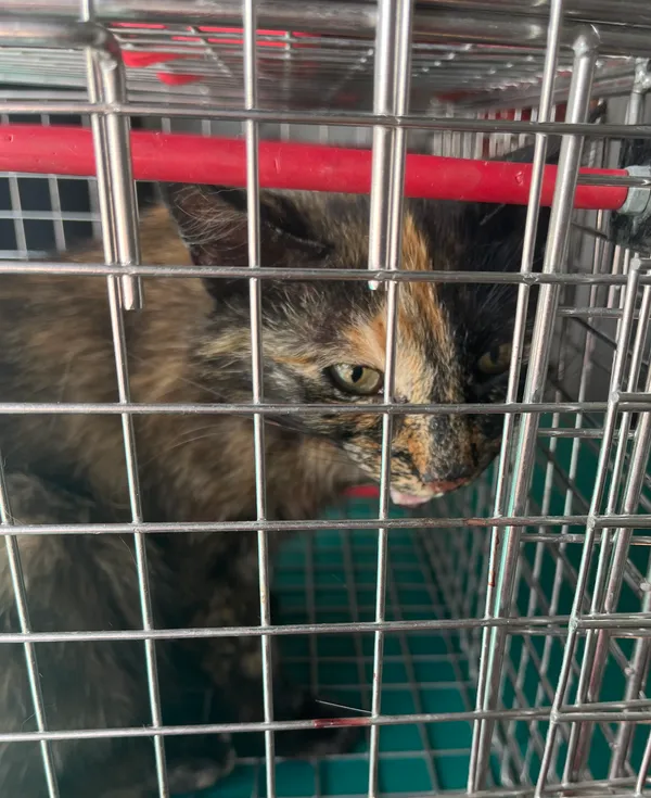 Znaleziono kota, Dobra, 3 lipca 2025