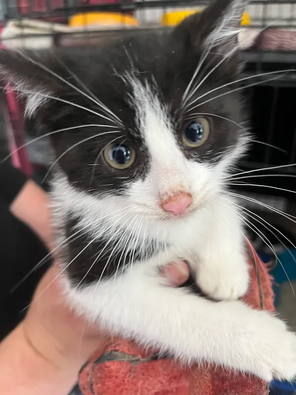 Znaleziono kota, Dobra, 3 lipca 2025