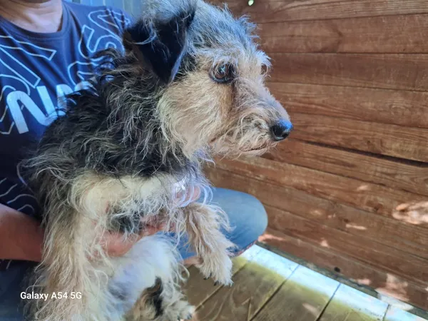 Pies do adopcji, Orzechowce, 2 lipca 2025 (2/4)