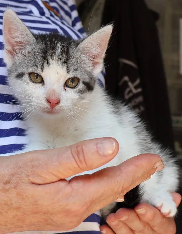 Znaleziono kota, Łódź, 3 lipca 2025 (2/2)