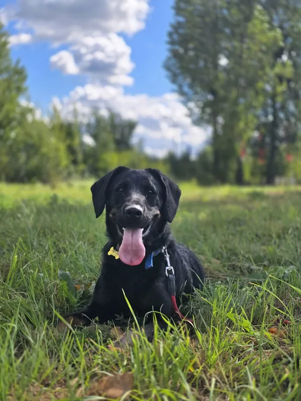 Pies do adopcji, Szczecin, 3 lipca 2025 (1/4)