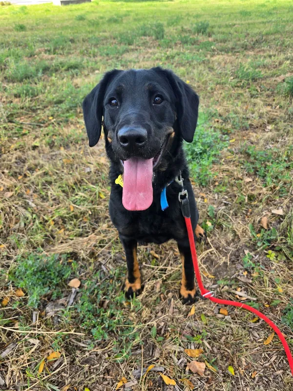 Pies do adopcji, Szczecin, 3 lipca 2025 (3/4)