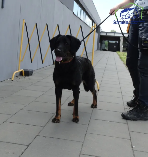 Pies do adopcji, Szczecin, 3 lipca 2025 (4/4)