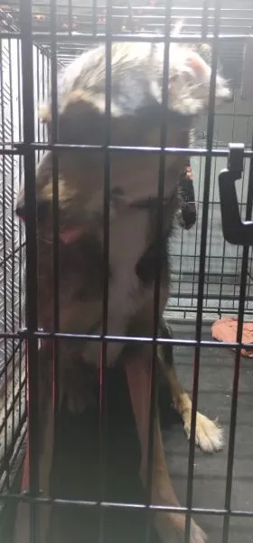 Znaleziono psa, Radom, 29 czerwca 2025