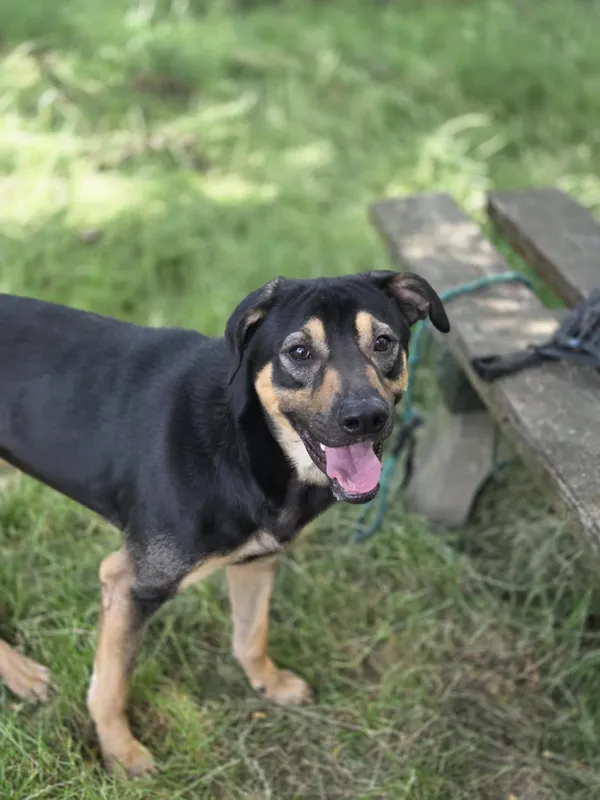 Pies do adopcji, Jelenia Góra, 12 maja 2025 (3/3)