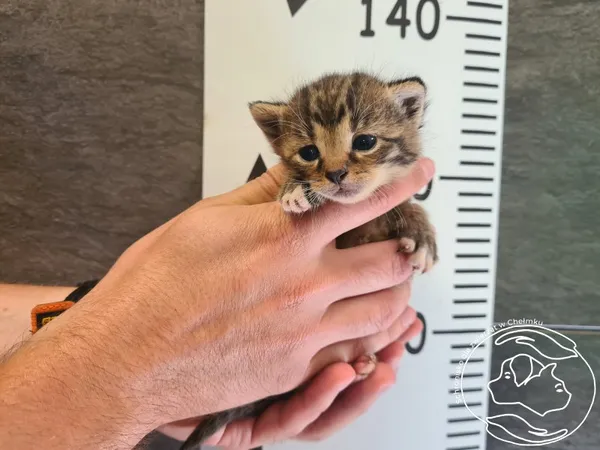 Znaleziono kota, Chełmek, 1 lipca 2025