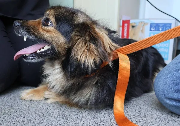 Znaleziono psa, Łódź, 3 lipca 2025 (1/5)