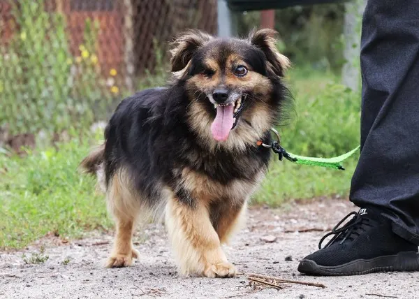 Znaleziono psa, Łódź, 3 lipca 2025 (3/5)