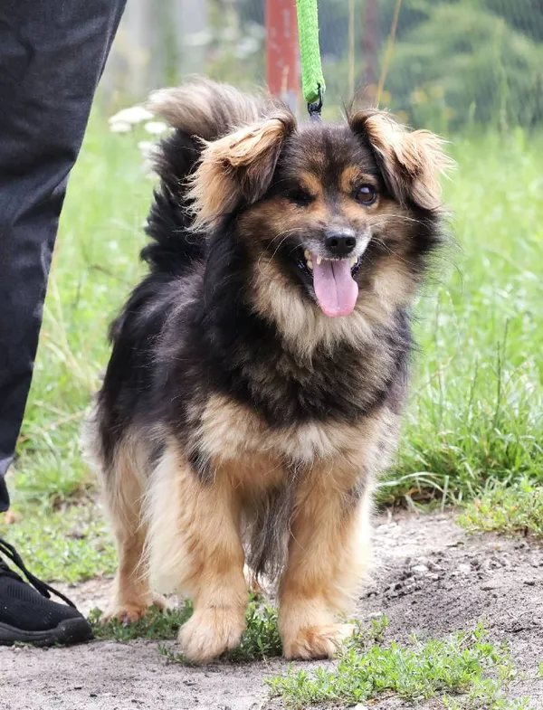 Znaleziono psa, Łódź, 3 lipca 2025 (4/5)