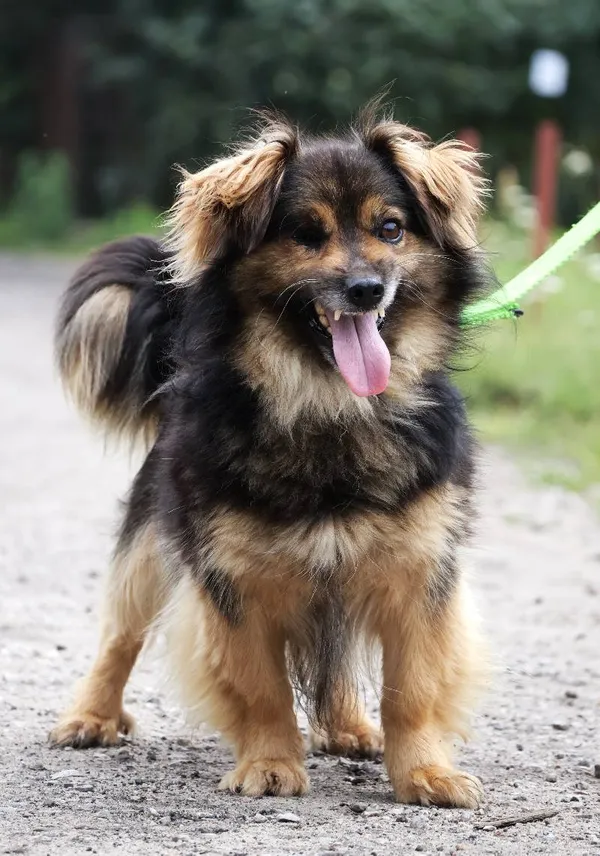 Znaleziono psa, Łódź, 3 lipca 2025 (5/5)