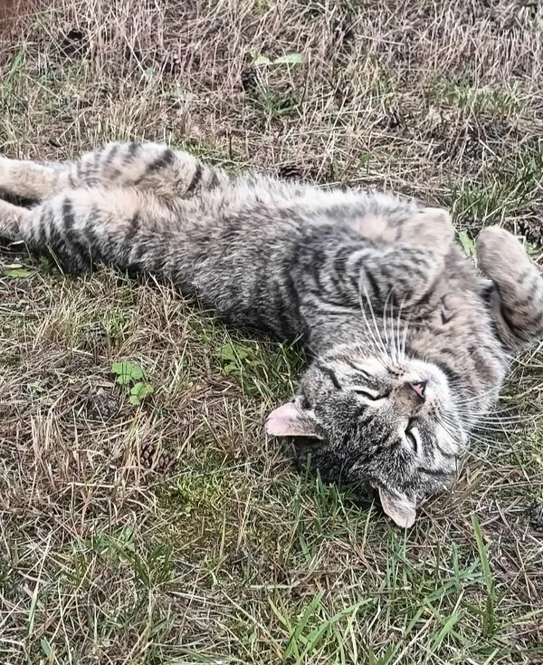 Znaleziono kota, Justynów, 4 lipca 2025 (1/3)