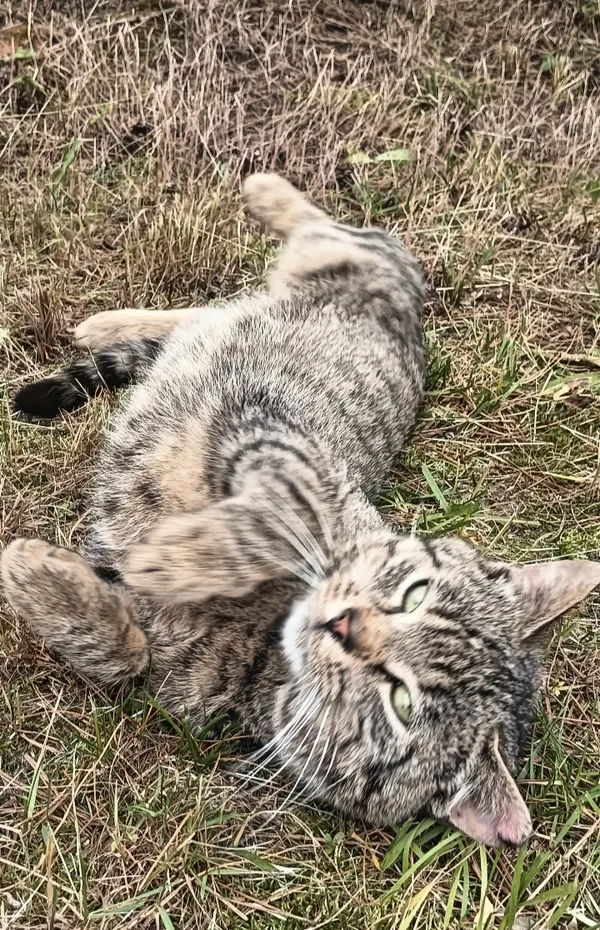 Znaleziono kota, Justynów, 4 lipca 2025 (2/3)