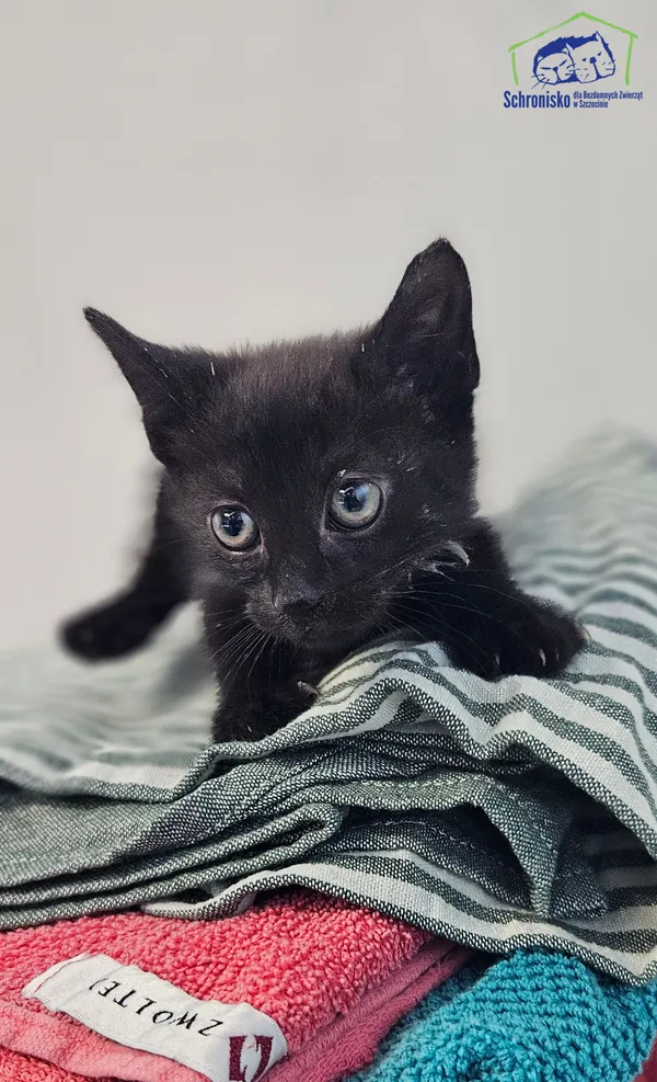 Znaleziono kota, Szczecin, 2 lipca 2025 (1/2)
