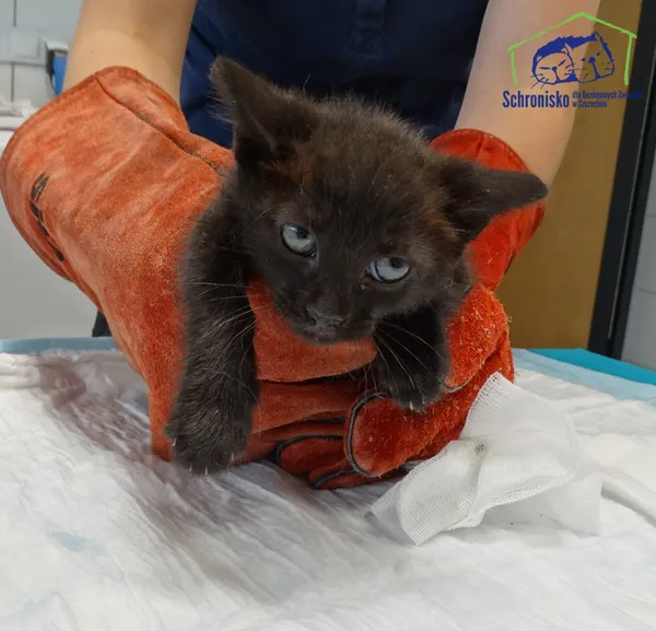 Znaleziono kota, Szczecin, 2 lipca 2025 (2/2)