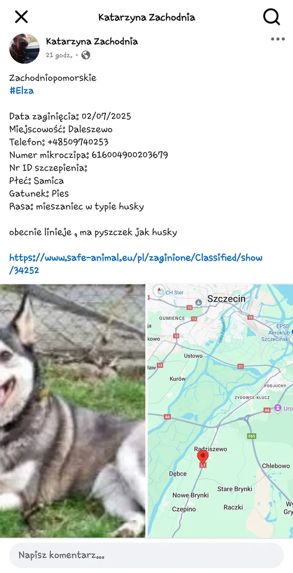 Zaginął pies, Daleszewo, 4 lipca 2025