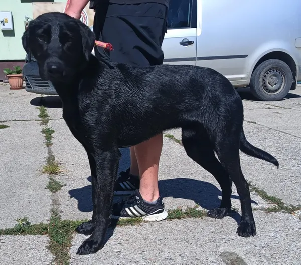 Znaleziono psa, Pieckowo, 3 lipca 2025 (1/2)