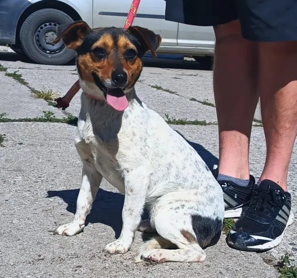 Znaleziono psa, Pieckowo, 3 lipca 2025 (3/3)