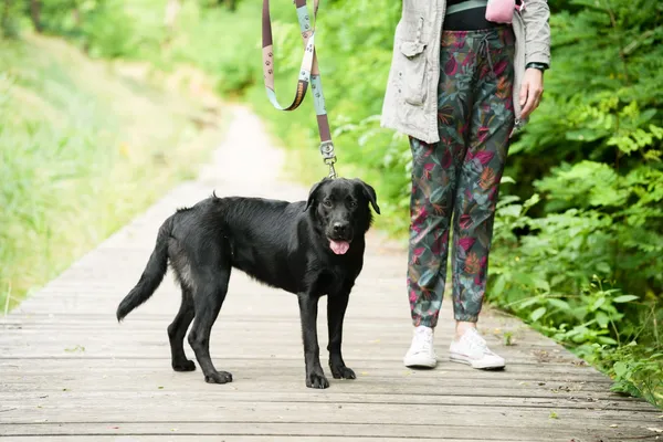 Znaleziono psa, Sosnowiec, 2 lipca 2025 (1/5)